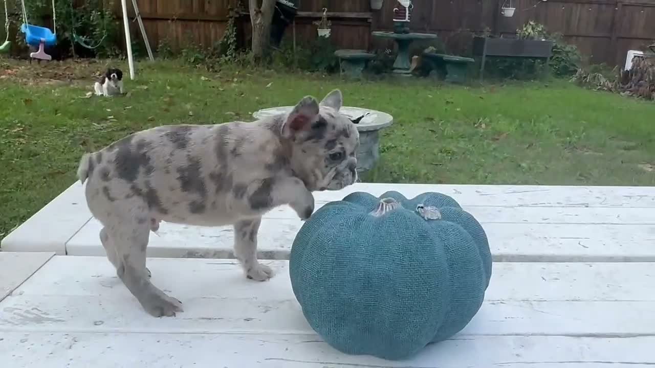 French Bulldog dogs for sale: Geo - Video 1