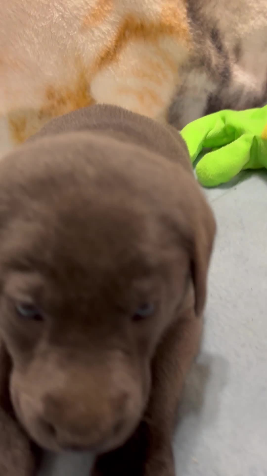 Labrador Retriever dogs for sale: Bella - Video 2