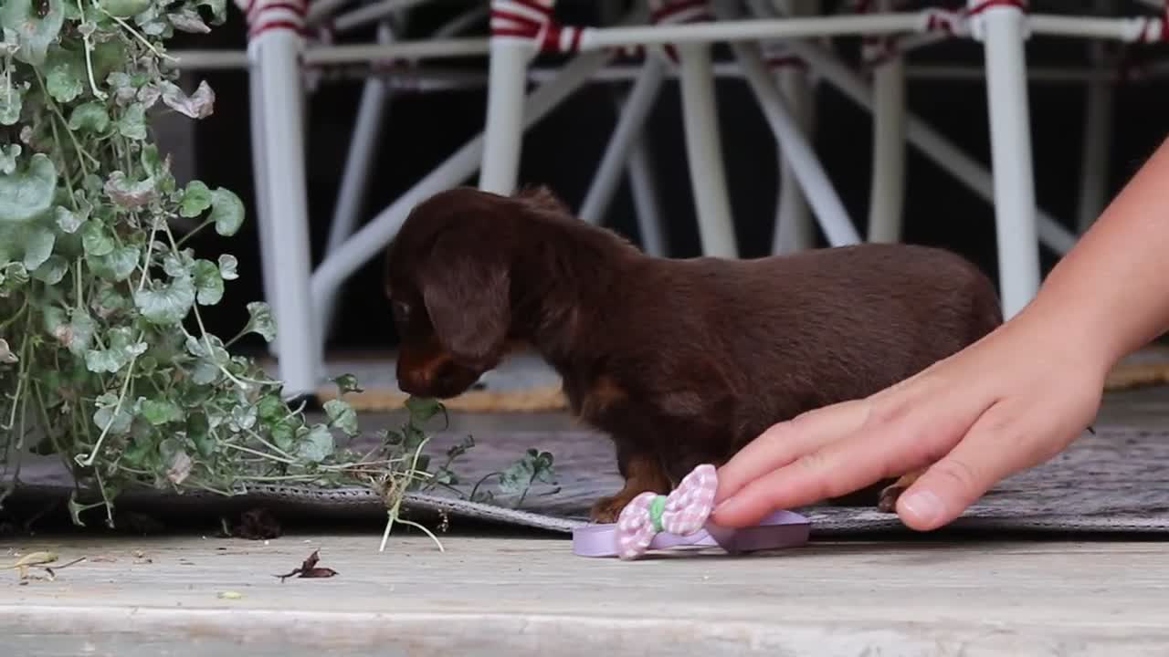 Miniature Dachshund dogs for sale: Landry - Video 1