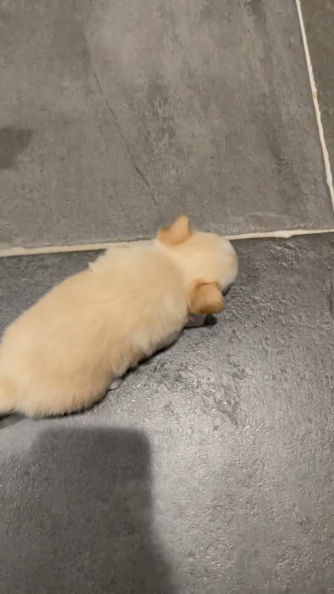 Chihuahua dogs for sale: Sunny - Video 2