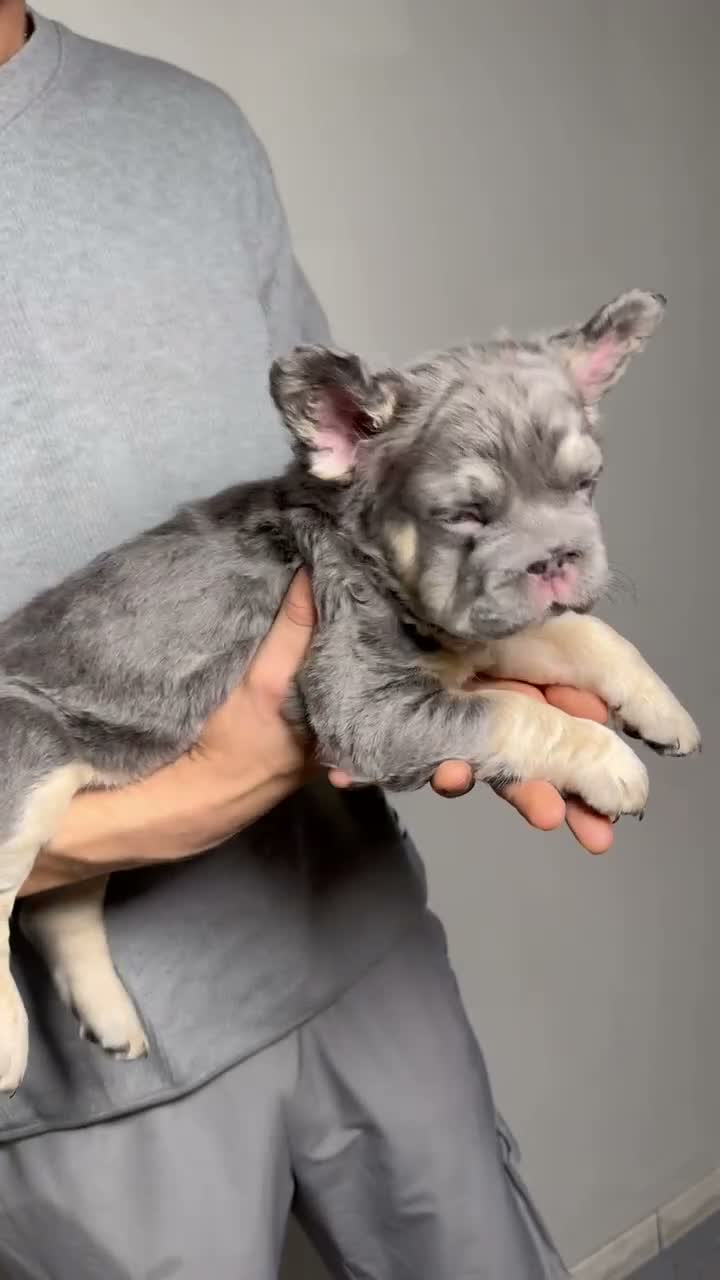 French Bulldog dogs for sale: Chapo the fluffy - Video 4