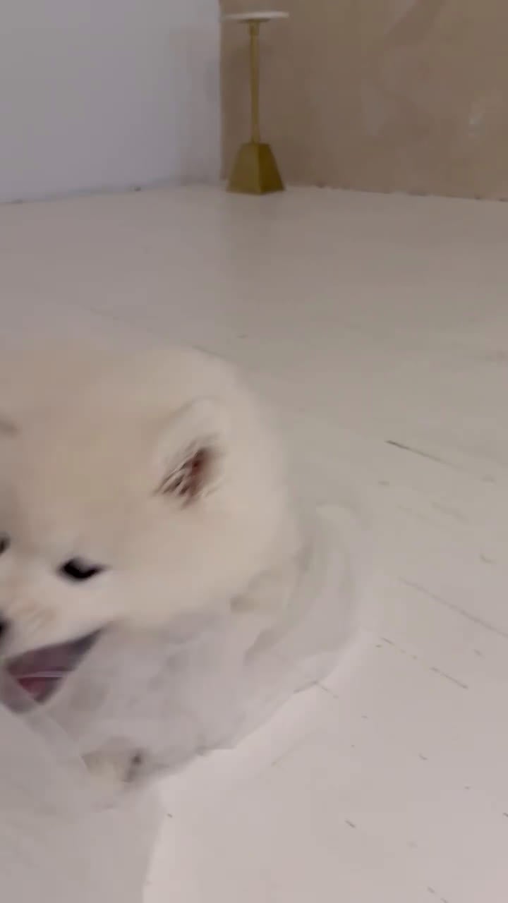 Samoyed dogs for sale: Rainbow - Video 2