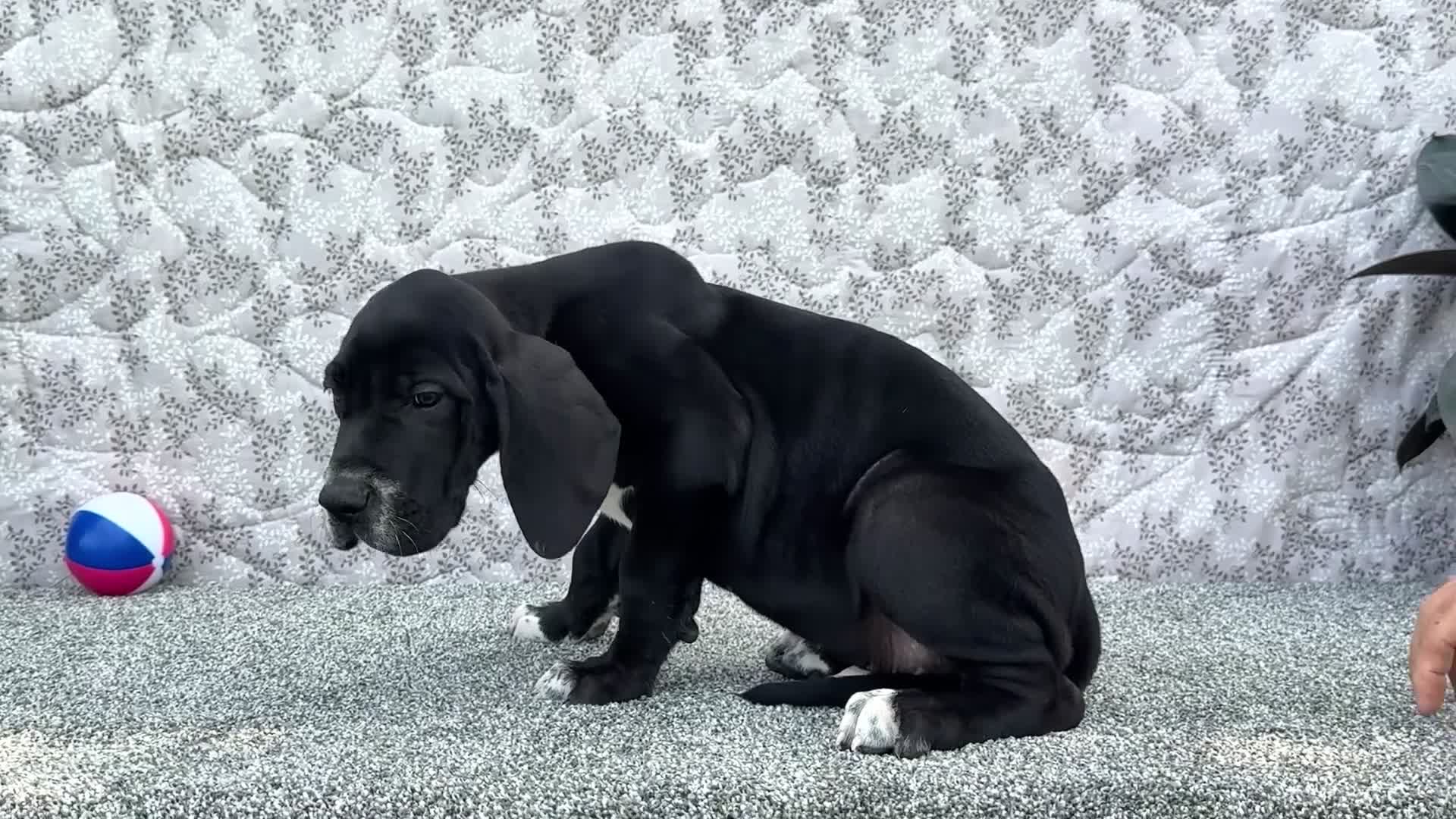 Great Dane dogs for sale: Davis - Video 1
