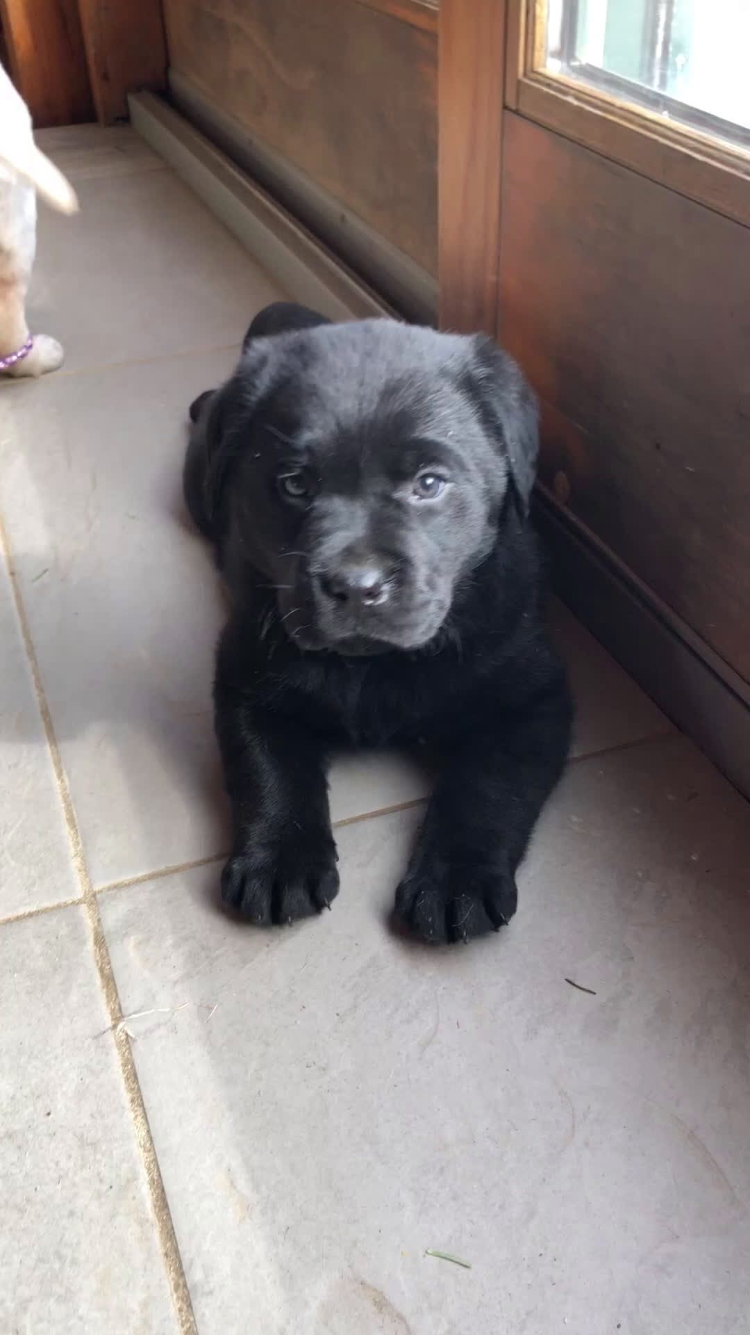 Labrador Retriever dogs for sale: Poppy - Video 1