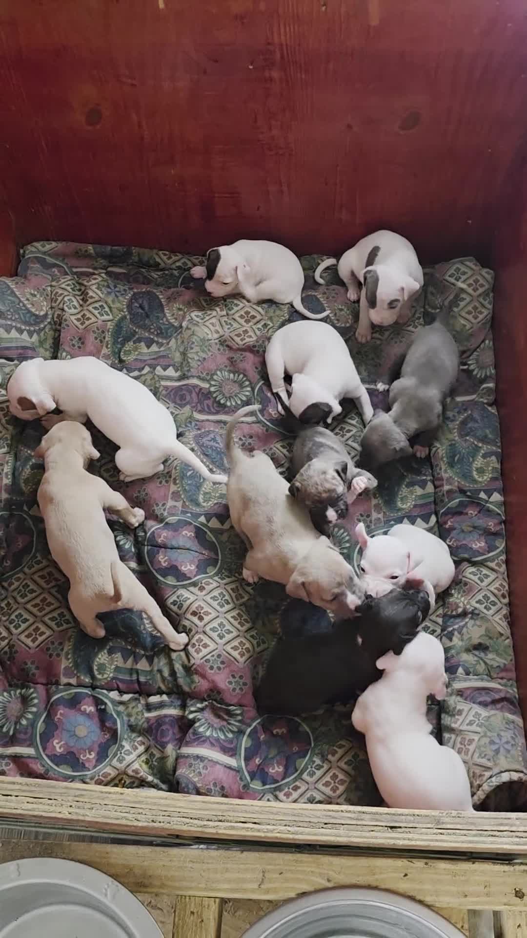 American Pit Bull Terrier dogs for sale: American Pit Bull Terrier Puppy 2 - Video 1