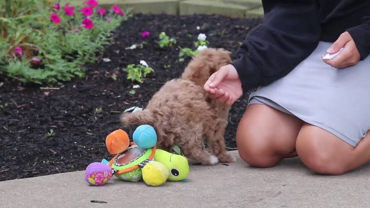 Cockapoo dogs for sale: Bella - Video 1