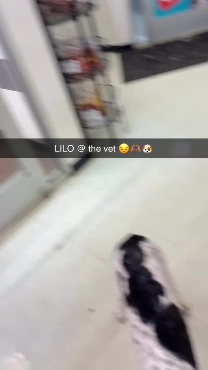 Bernedoodle dogs for sale: Lilo  - Video 1