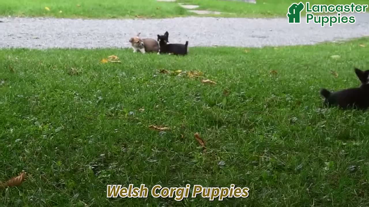 Welsh Corgi Pembroke dogs for sale: Andy - Video 1