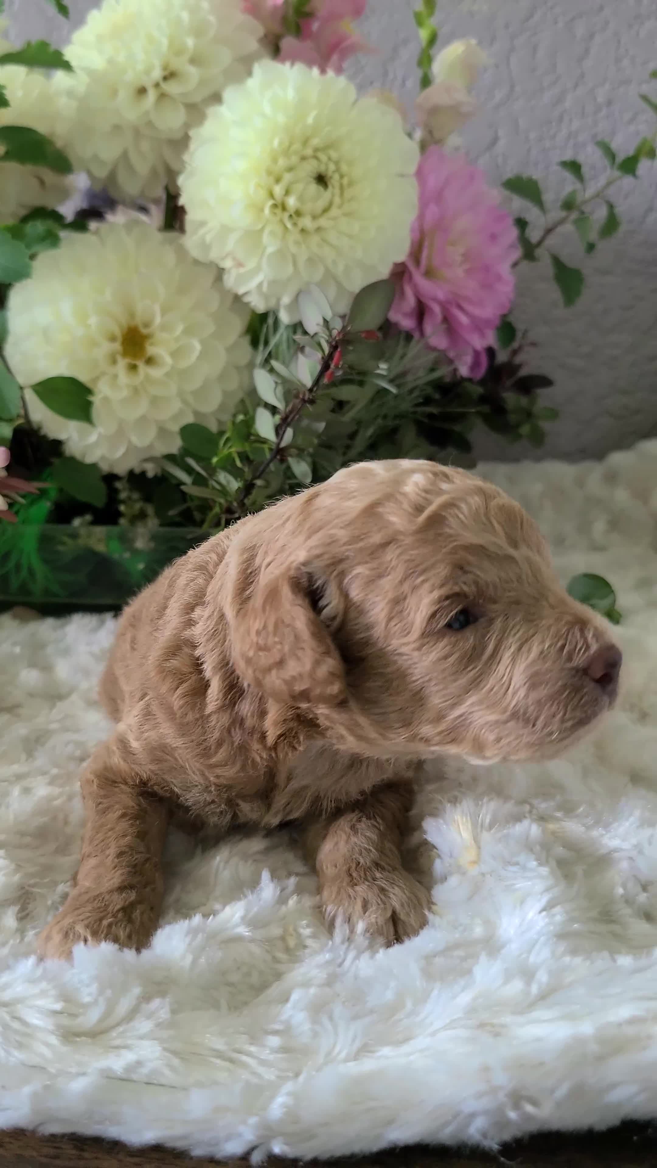 Mini Goldendoodle dogs for sale: Isaac - Video 1
