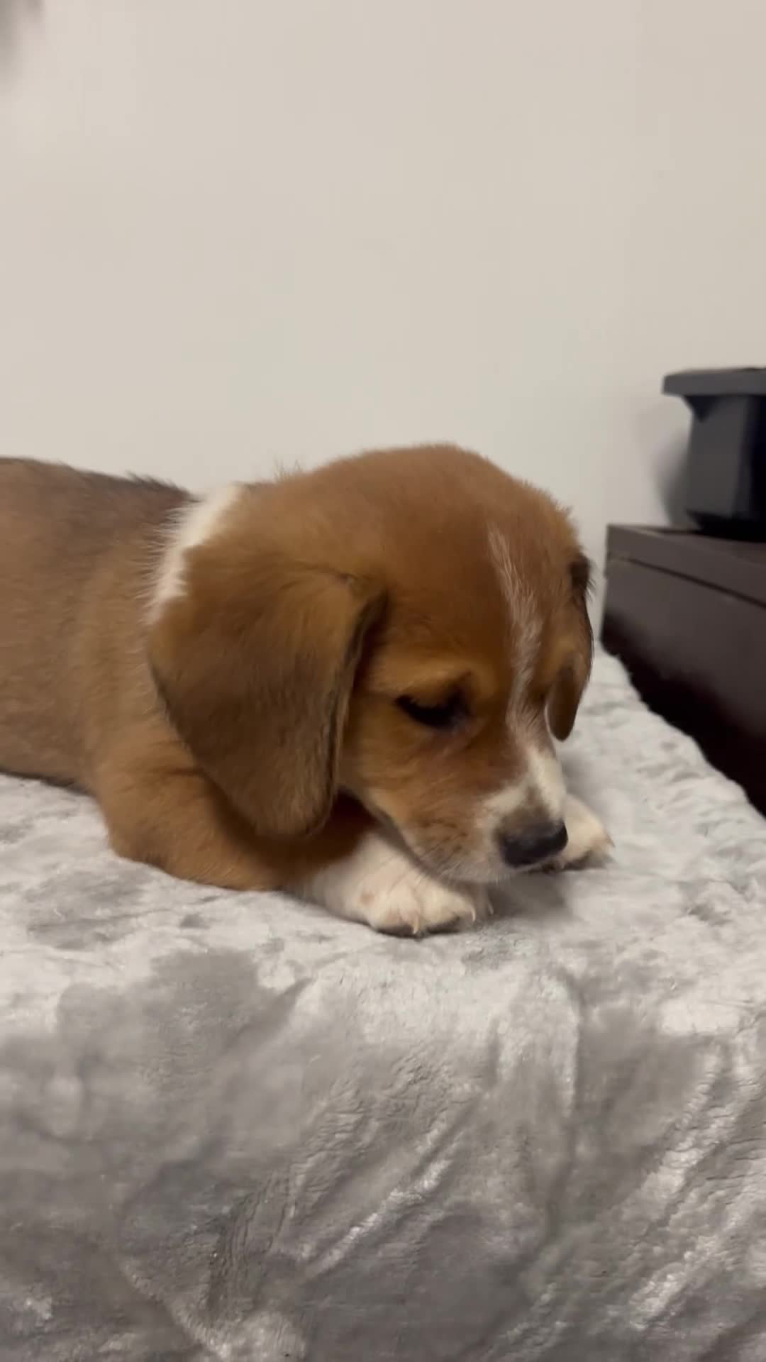 Mixed Breed dogs for sale: Arlo  - Video 1