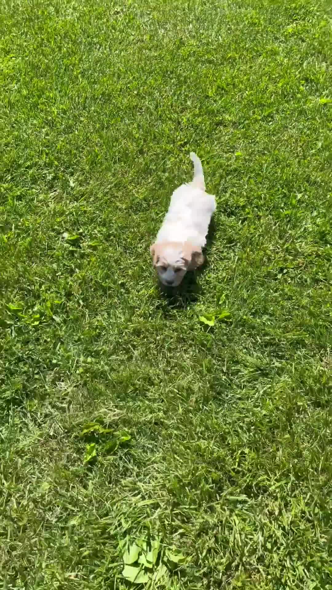 Cavachon dogs for sale: Thor - Video 1