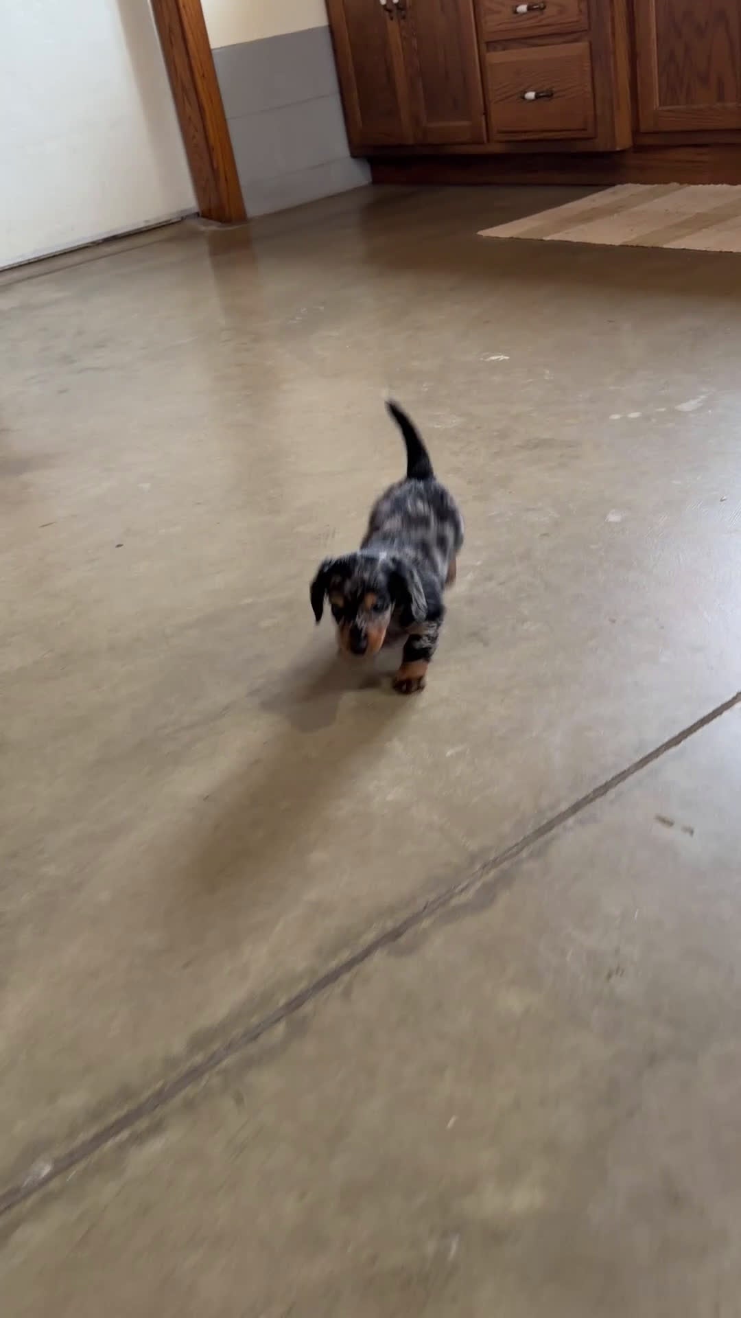 Miniature Dachshund dogs for sale: Molly - Video 2
