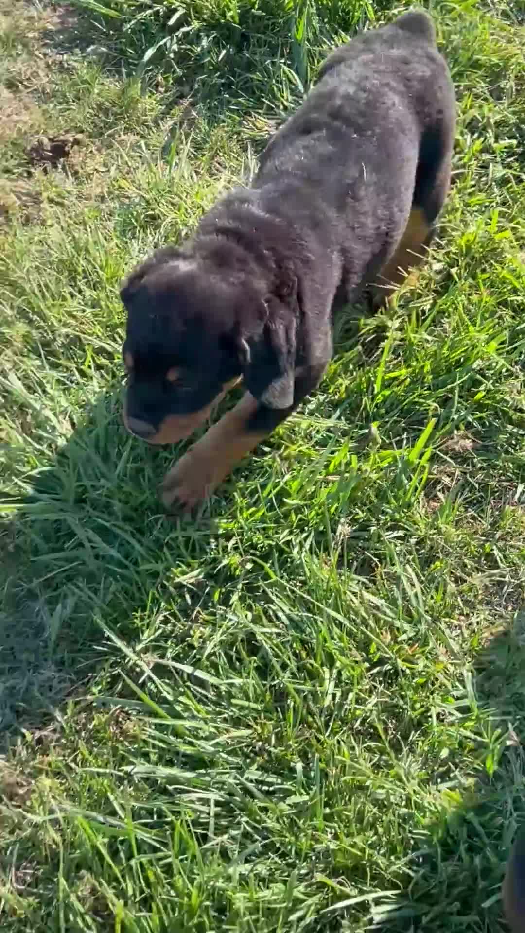 Rottweiler dogs for sale: Rottweiler Puppy 1 - Video 1