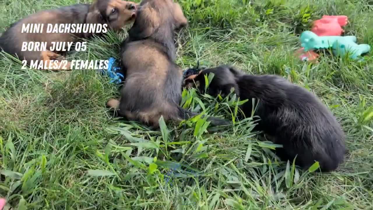 Miniature Dachshund dogs for sale: Rocco - Video 2