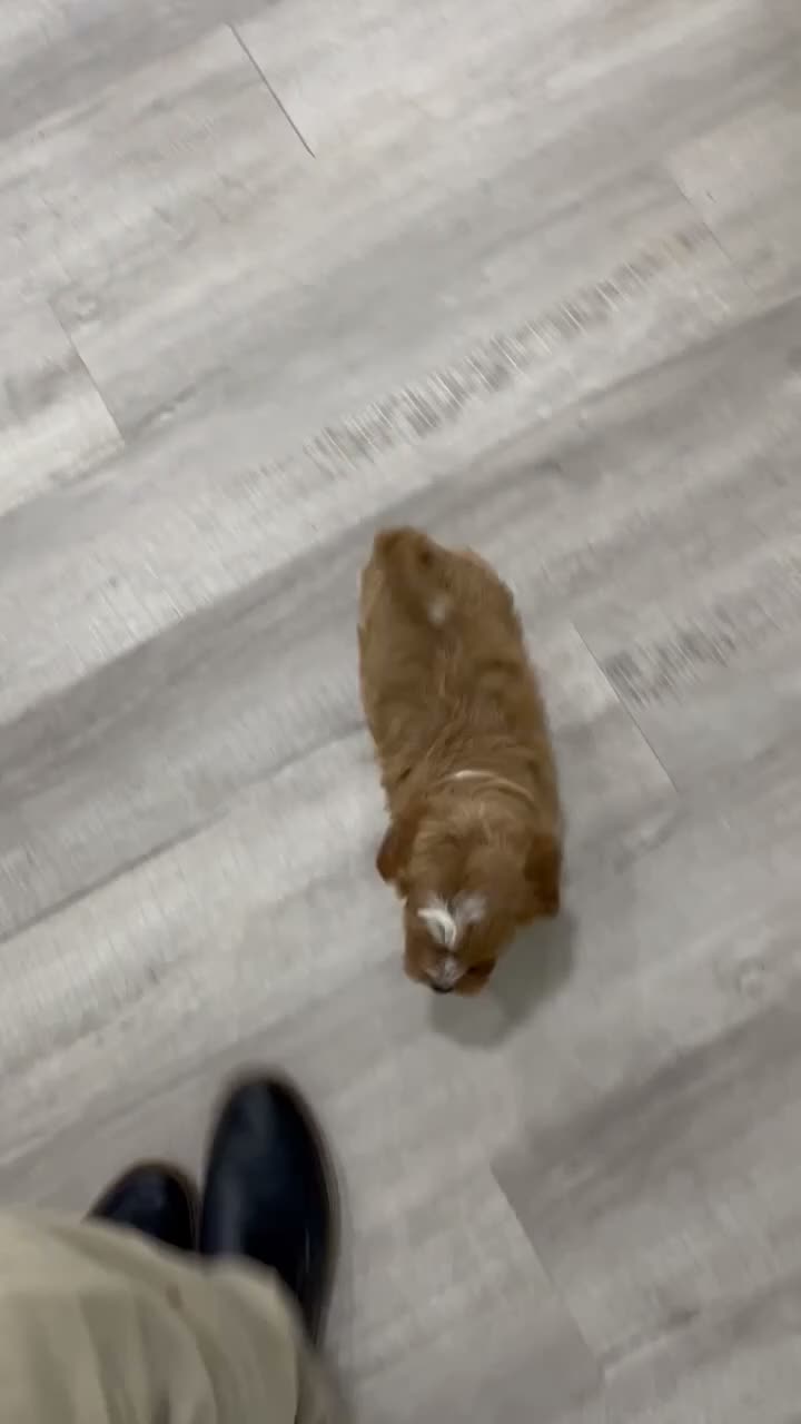 Cavapoo dogs for sale: Winston - Video 1