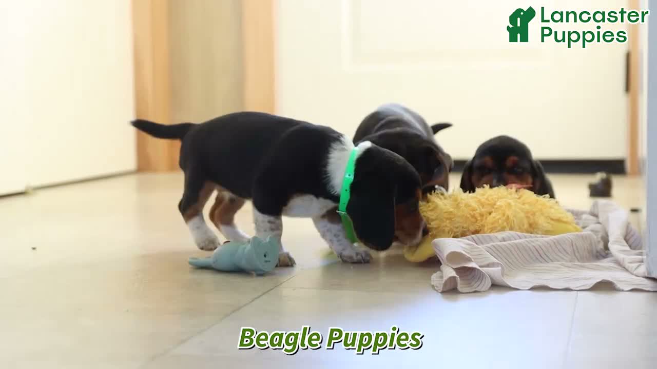 Beagle dogs for sale: Alexa - Video 1