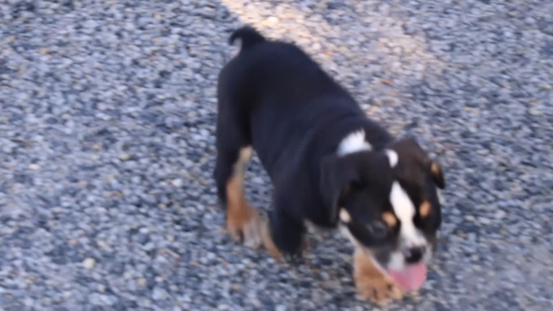 Beabull dogs for sale: Rubble - Video 3