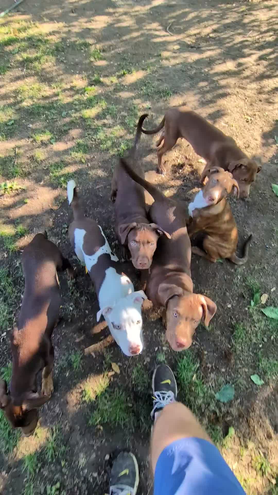 Mixed Breed dogs for sale: Miran - Video 1