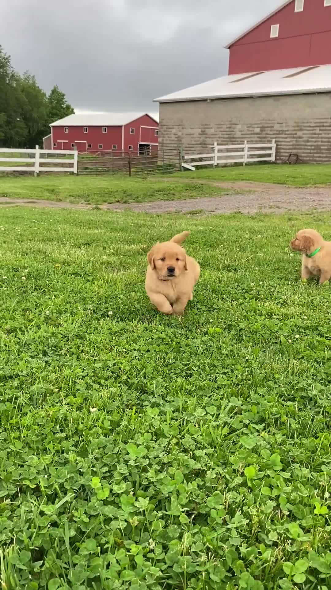 Golden Retriever dogs for sale: Golden Retriever Lucy - Video 1