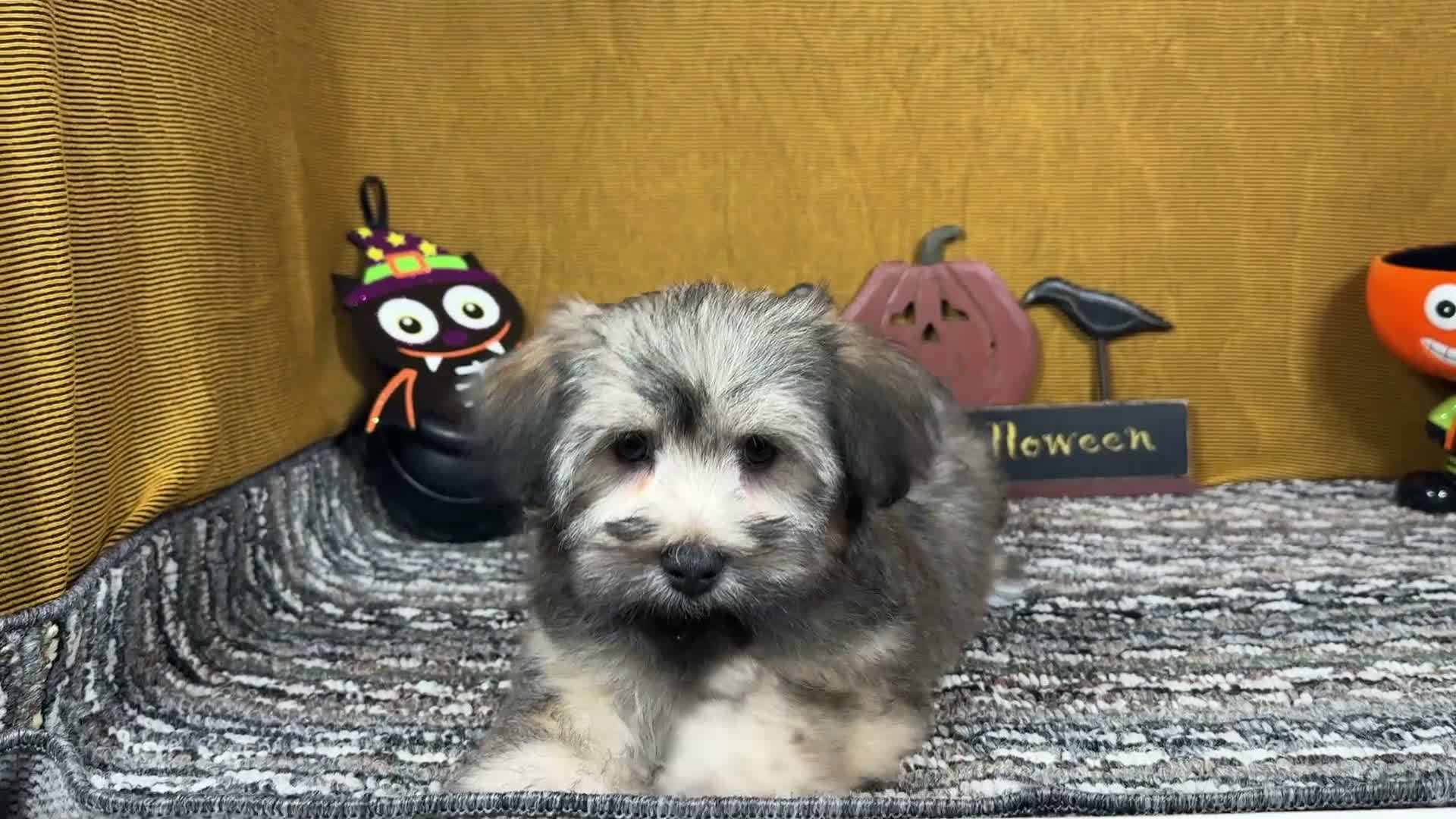 Havanese dogs for sale: Havanese 1 - Video 1