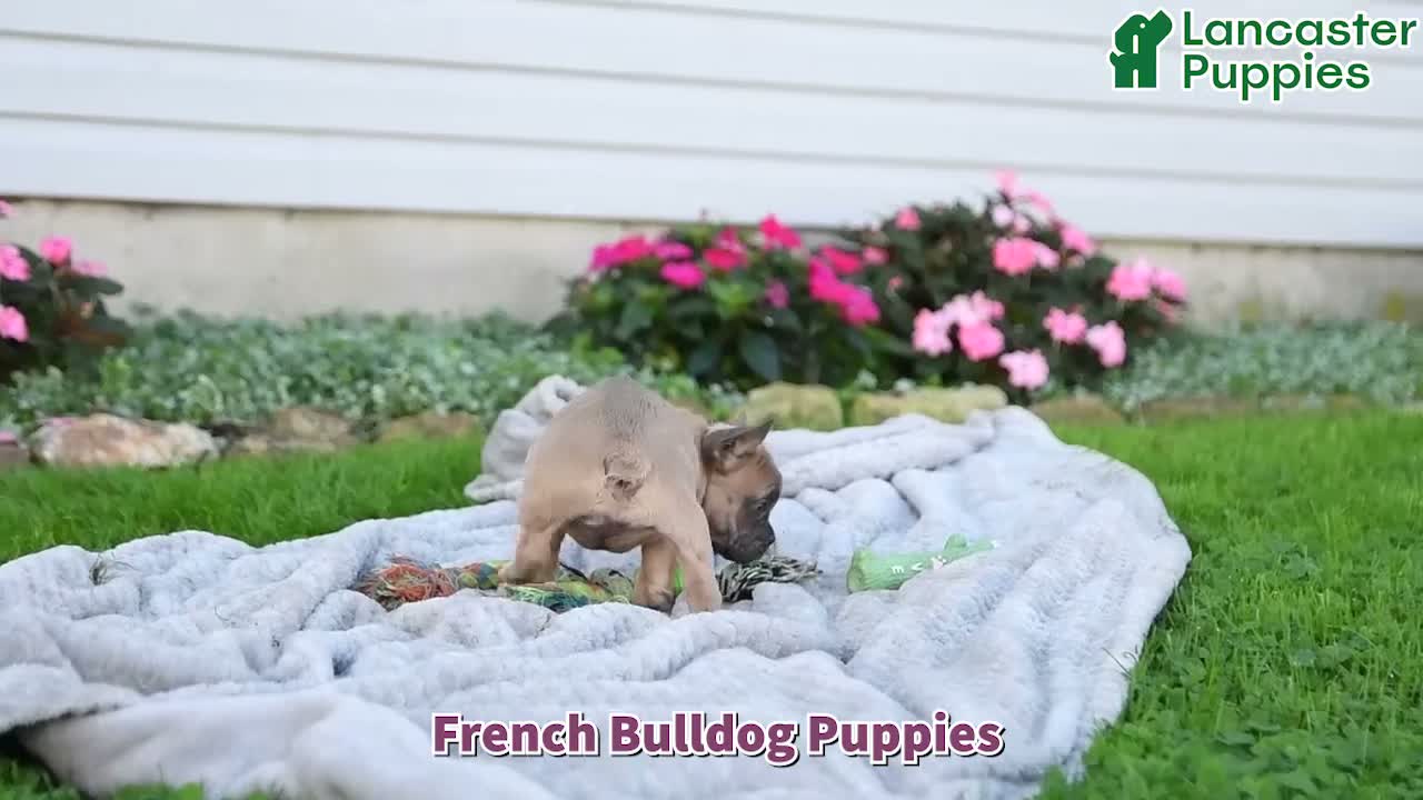 French Bulldog dogs for sale: Fergus - Video 1