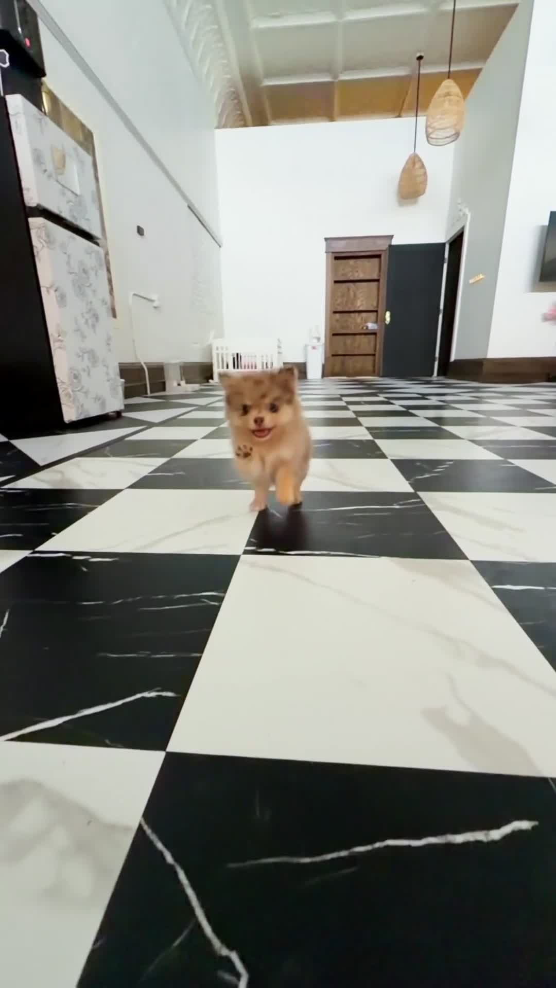 Pomeranian dogs for sale: Fallon  - Video 1