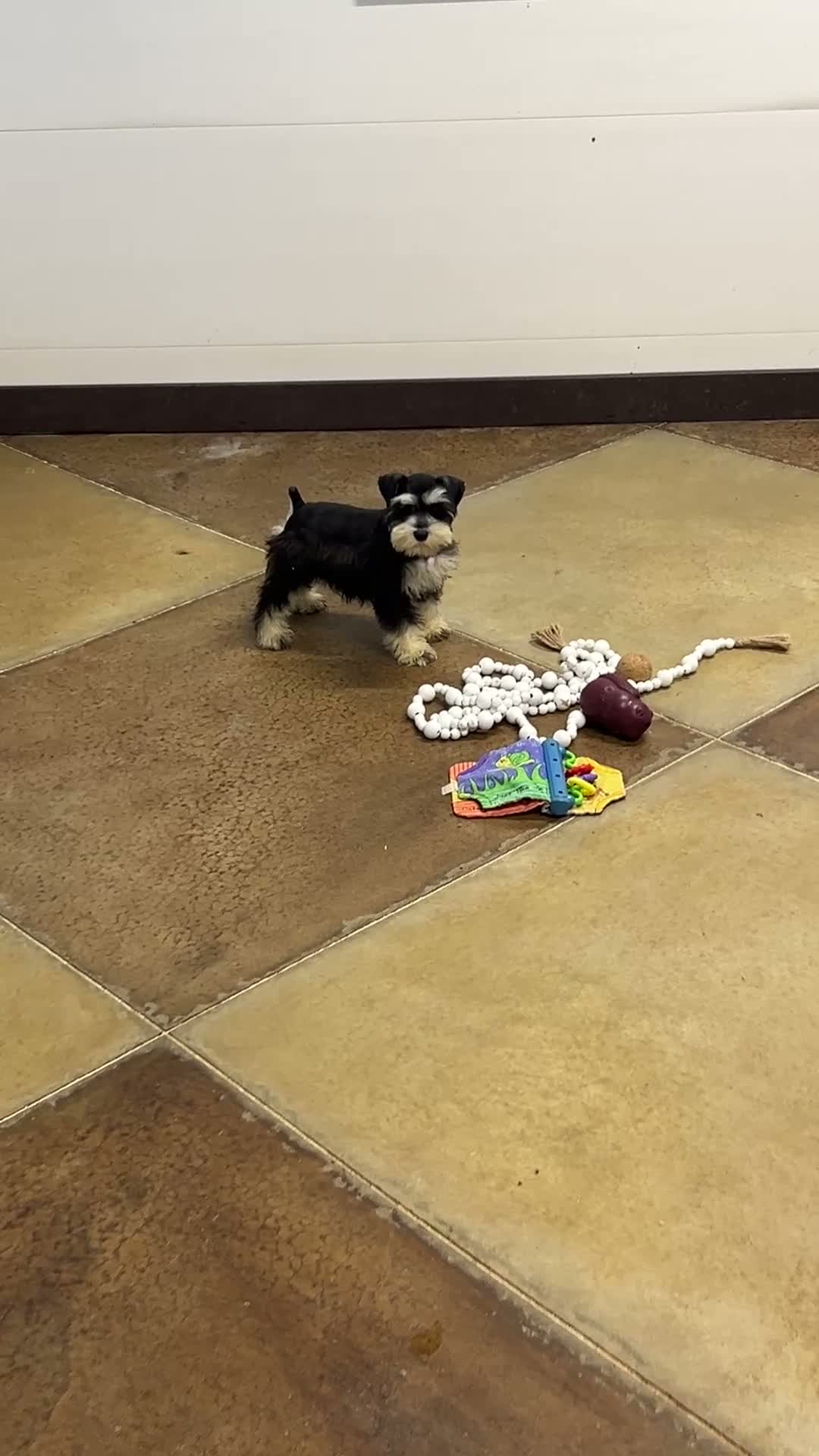 Miniature Schnauzer dogs for sale: Sparkles - Video 1