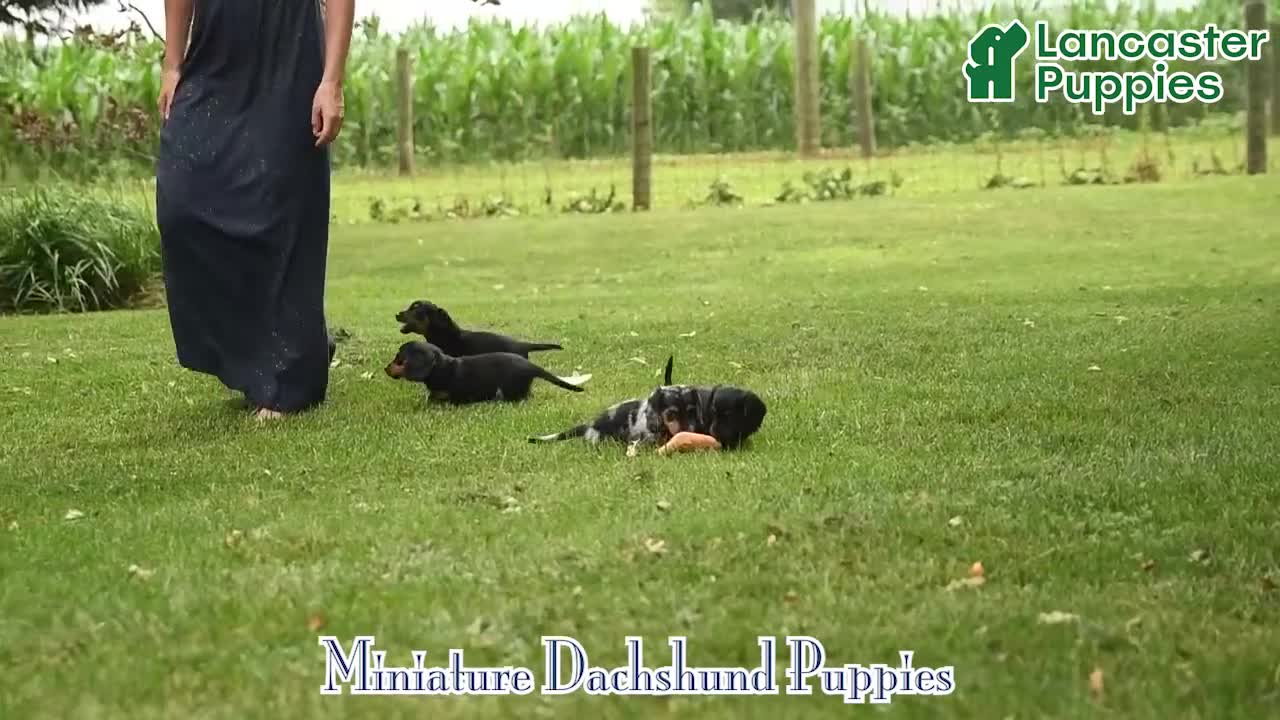 Miniature Dachshund dogs for sale: Cinder - Video 2
