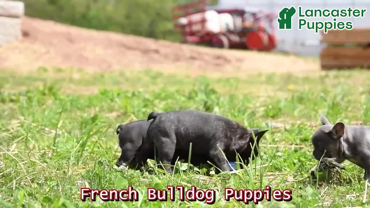 French Bulldog dogs for sale: Hippo - Video 1