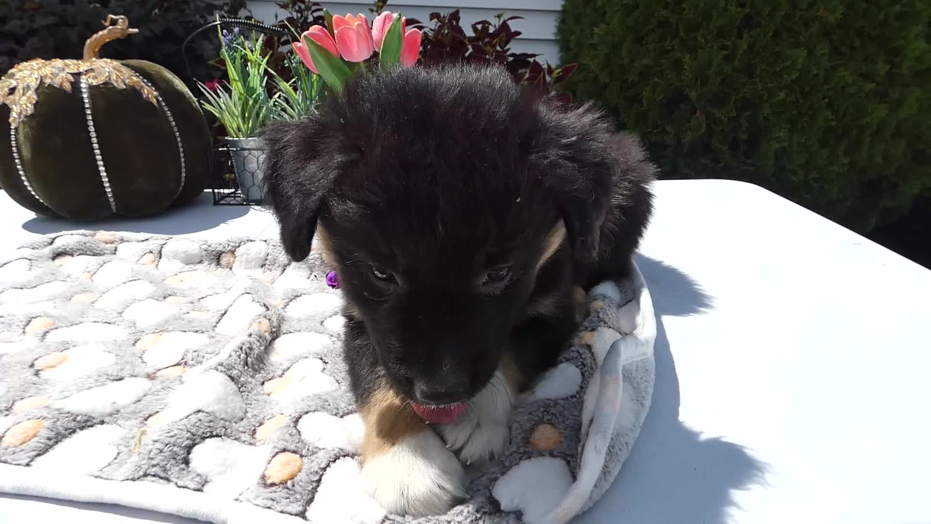 Mixed Breed dogs for sale: Mixed Breed 5 Ryan - Video 1