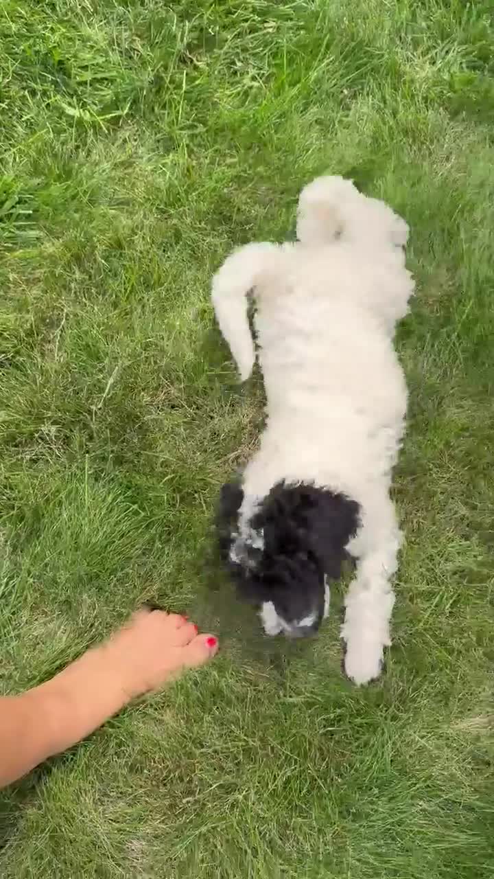 Standard Poodle dogs for sale: Karma - Video 1