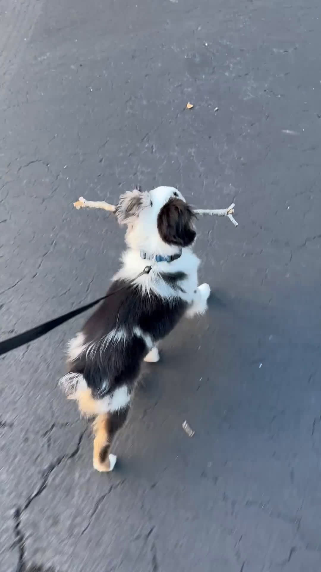 Toy Australian Shepherd dogs for sale: Arlo - Male Toy Aussie Puppy - Video 1