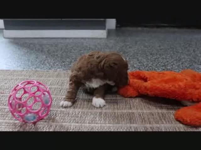 Mini Goldendoodle dogs for sale: Maggie - Video 1