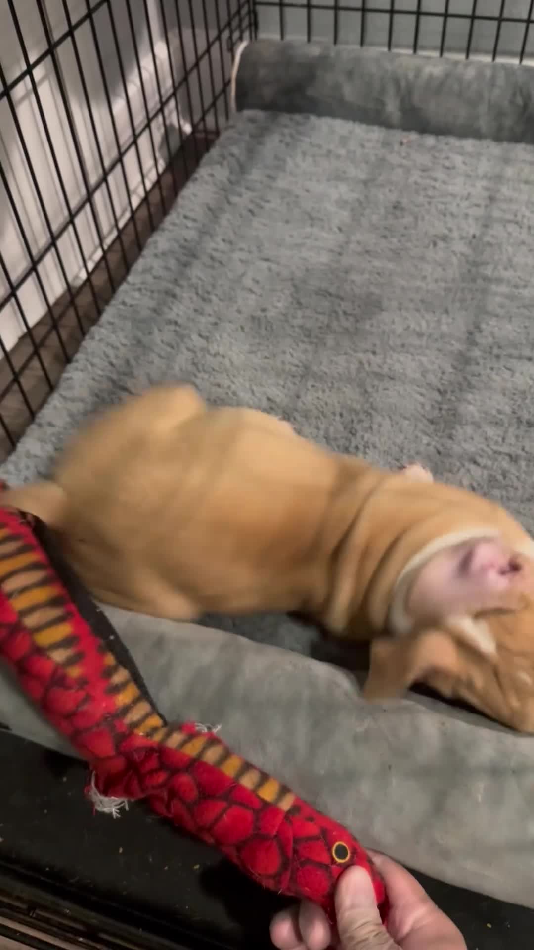 American Bully dogs for sale: American Bully 9 - Video 1