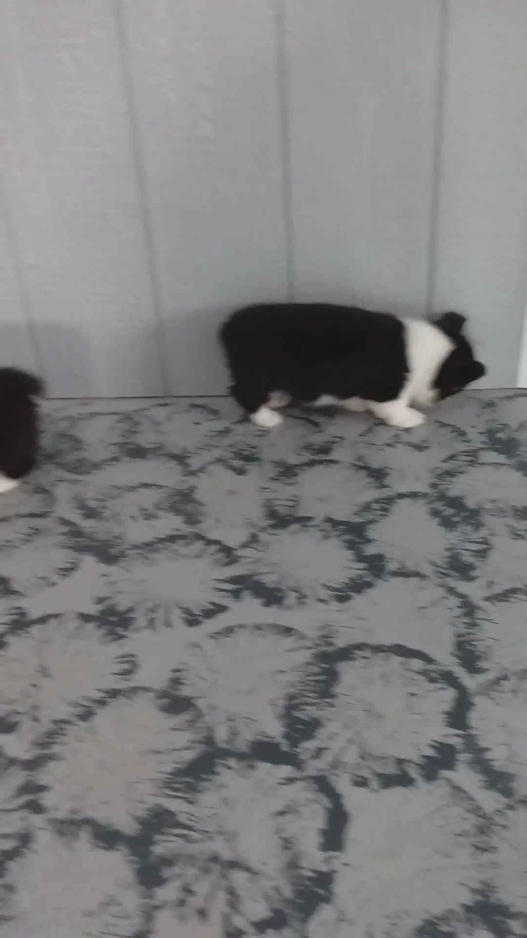 Welsh Corgi Pembroke dogs for sale: Rosa  - Video 1
