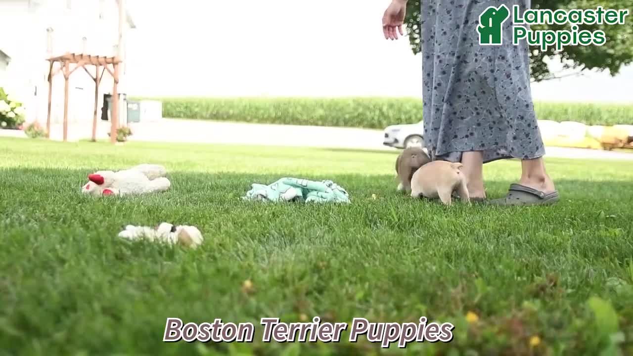 Boston Terrier dogs for sale: Mickey - Video 1