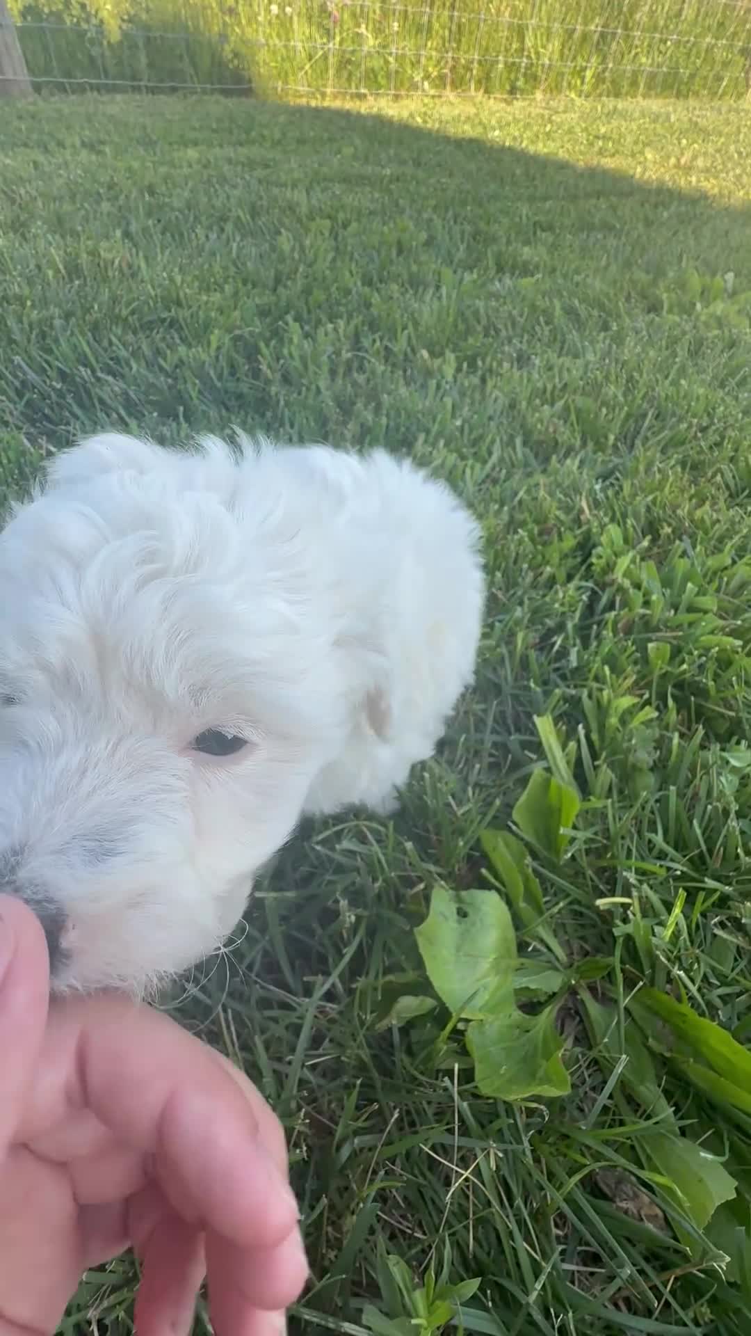Mini Bernedoodle dogs for sale: Felix - Video 1