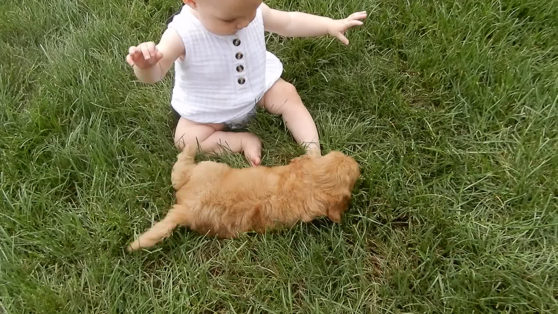 Mini Goldendoodle dogs for sale: Laci - Video 1