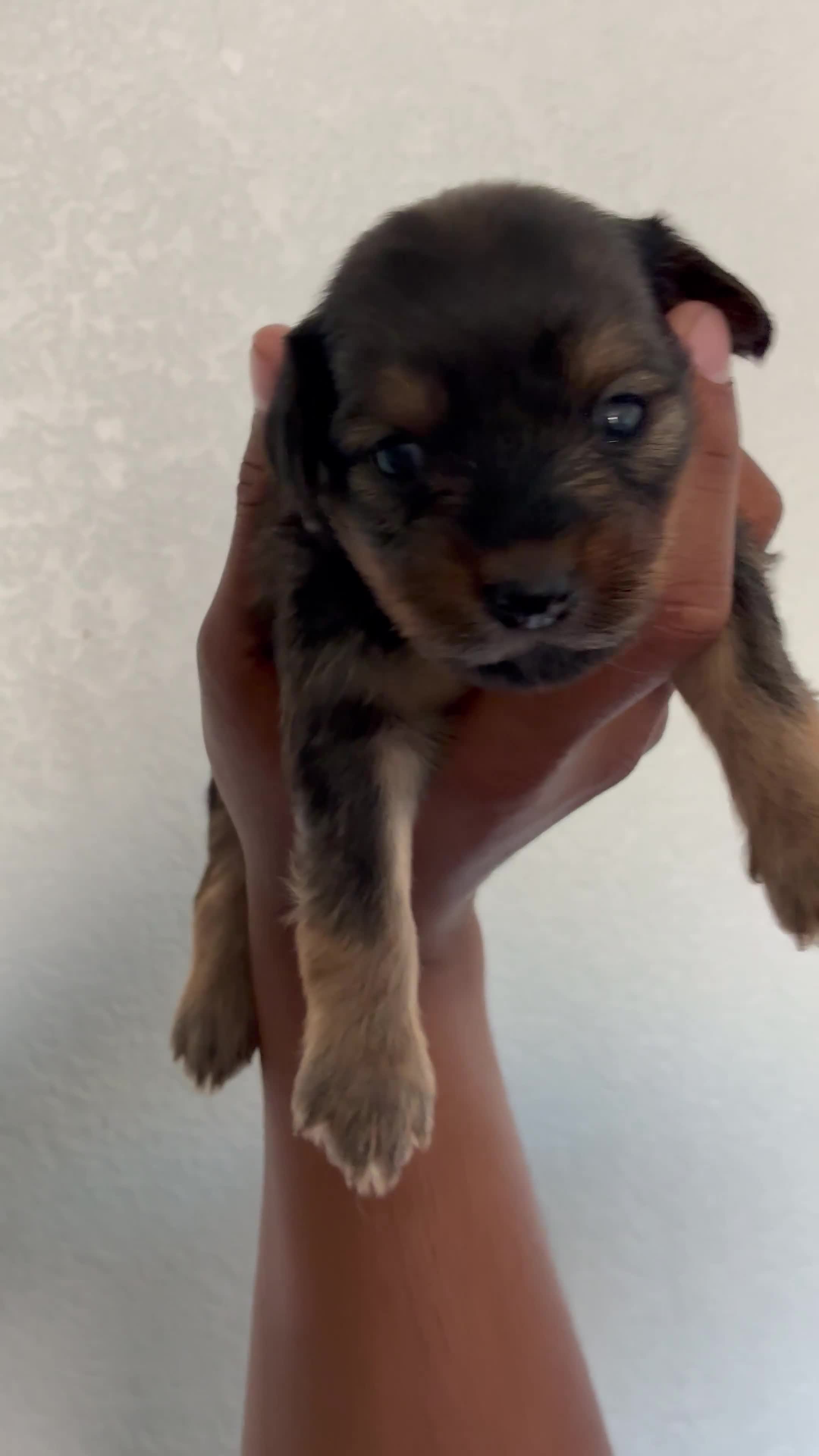 Yorkiepoo dogs for sale: Yorkiepoo 2 - Video 2