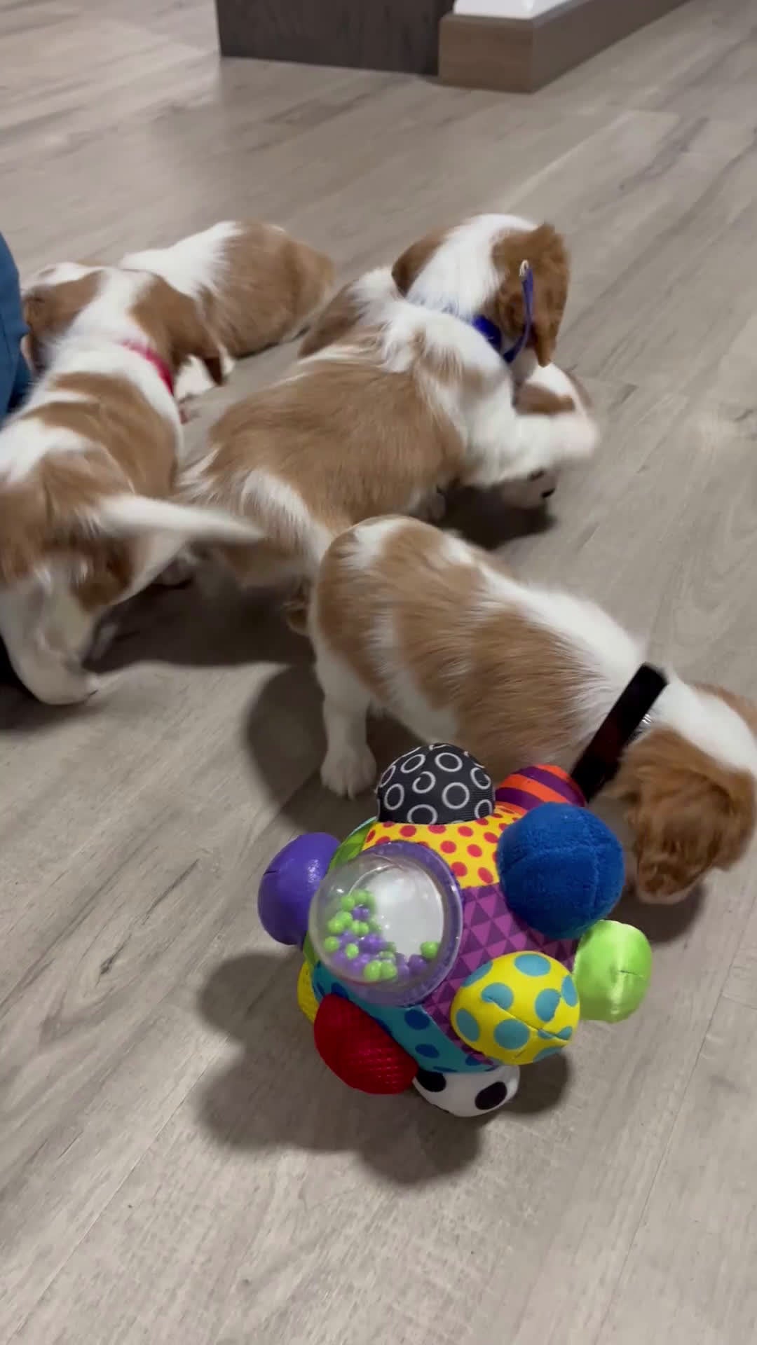 Cavalier King Charles Spaniel dogs for sale: Archie - Video 2