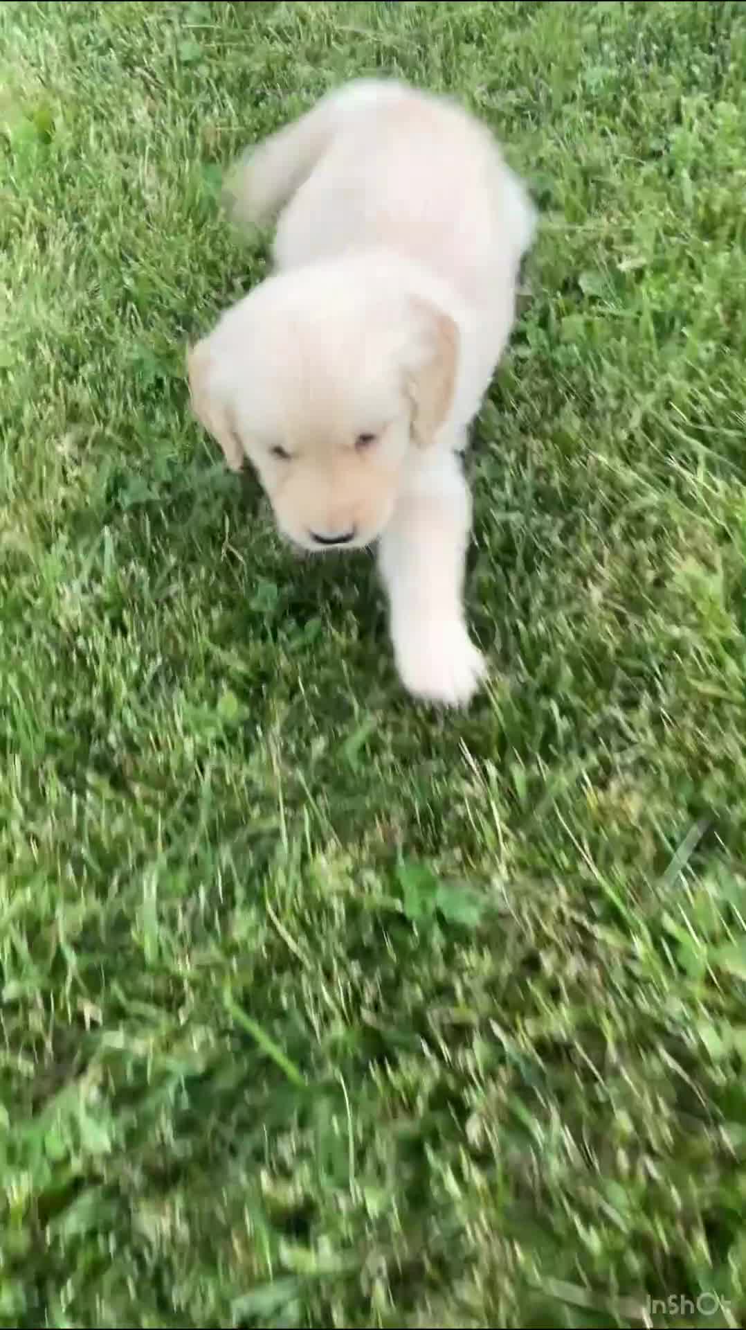 Golden Retriever dogs for sale: Rosco 8244 - Video 1
