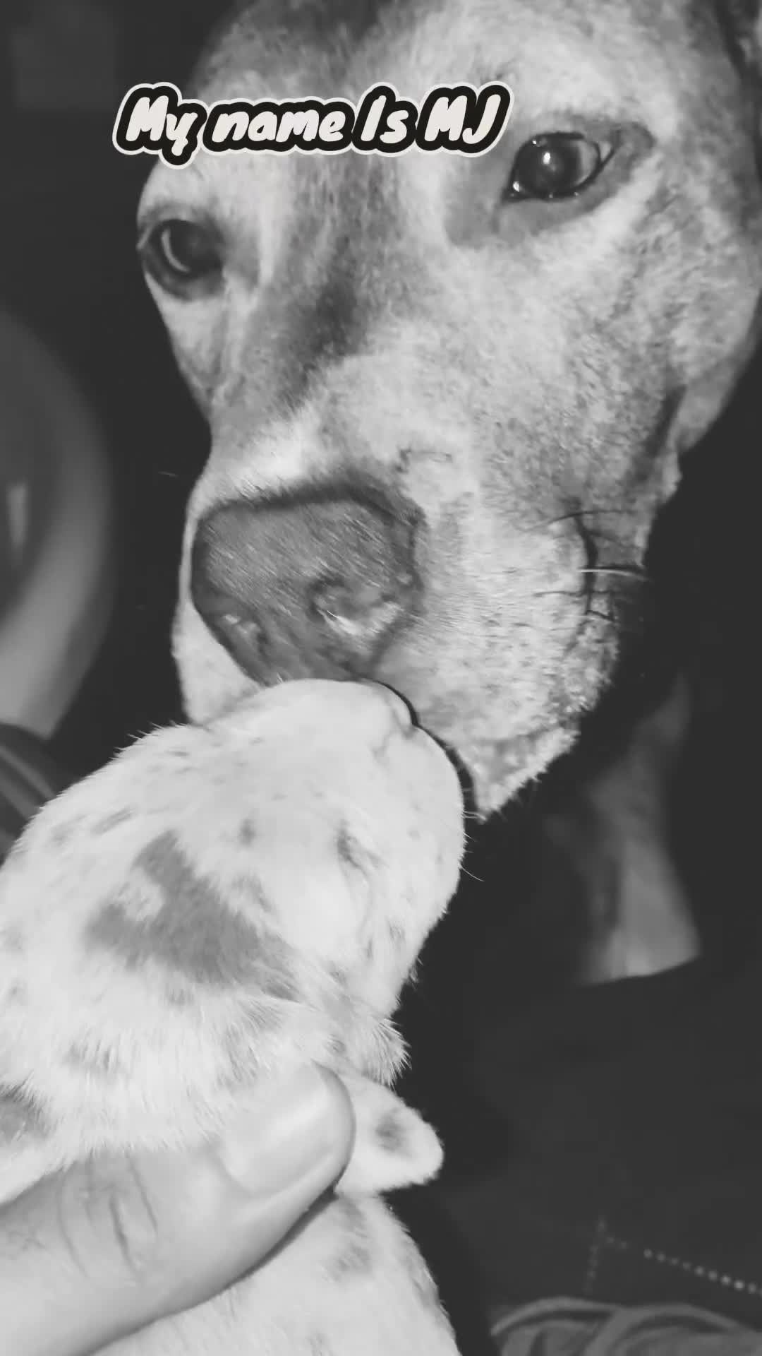 American Bully dogs for sale: American Bully Puppy 1 - Video 2