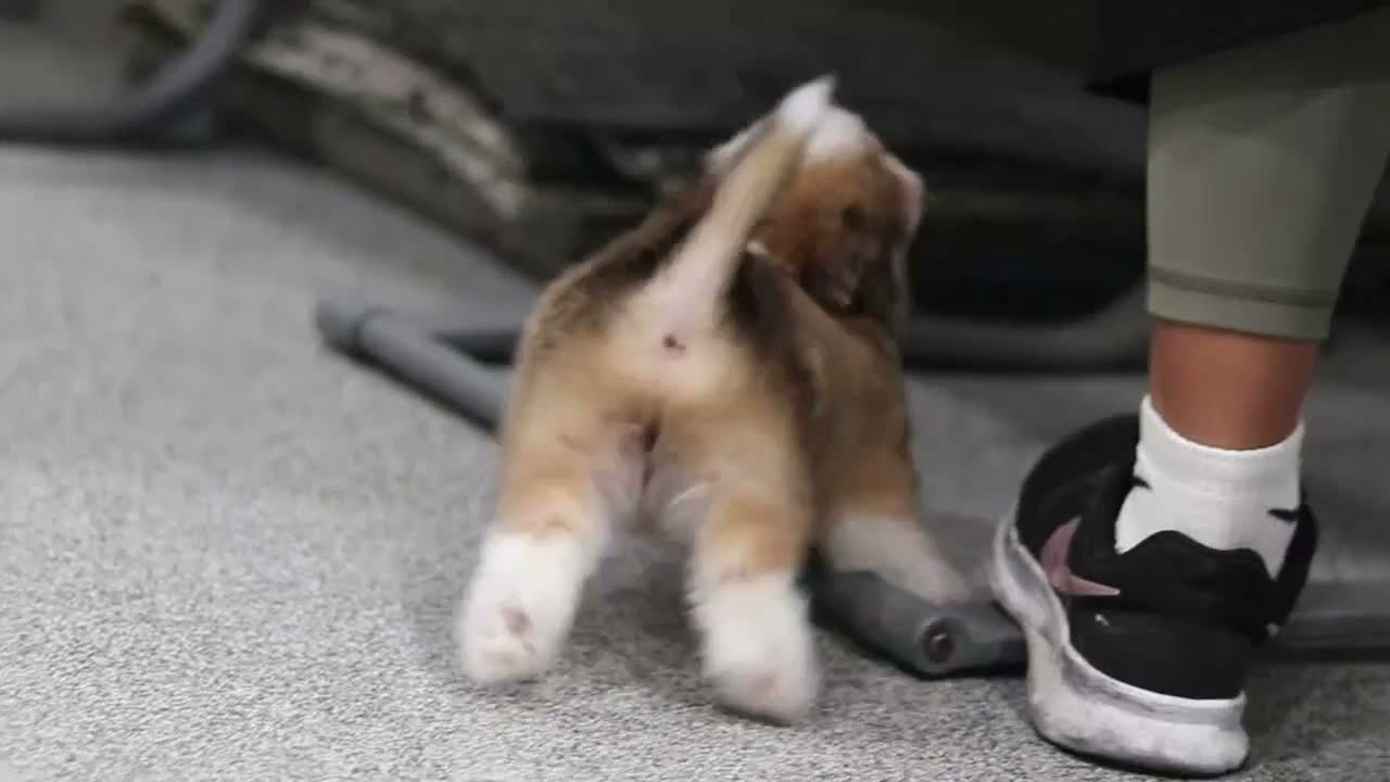 Mixed Breed dogs for sale: Scout  - Video 1
