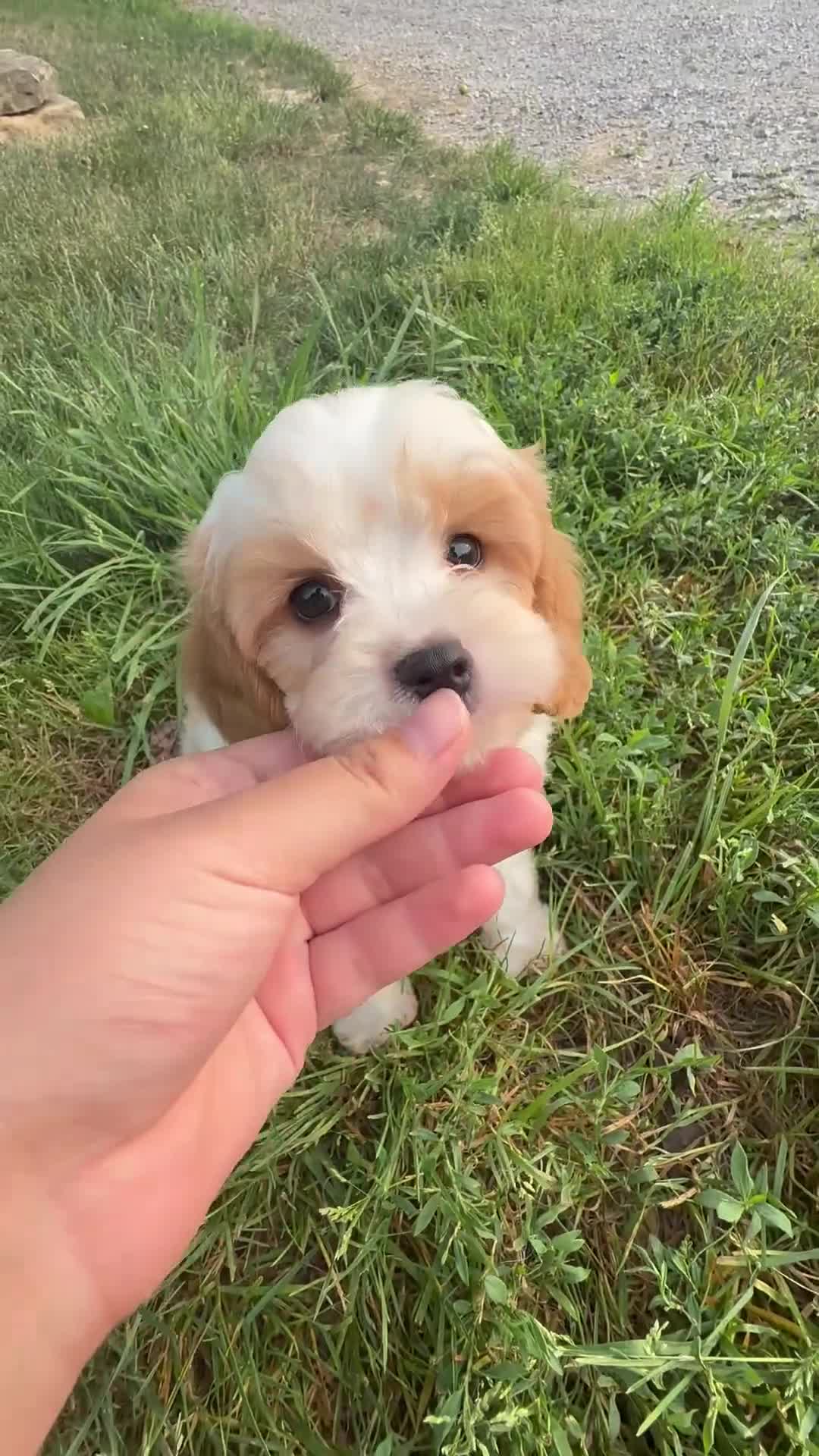 Cavapoo dogs for sale: Dakota - Video 1