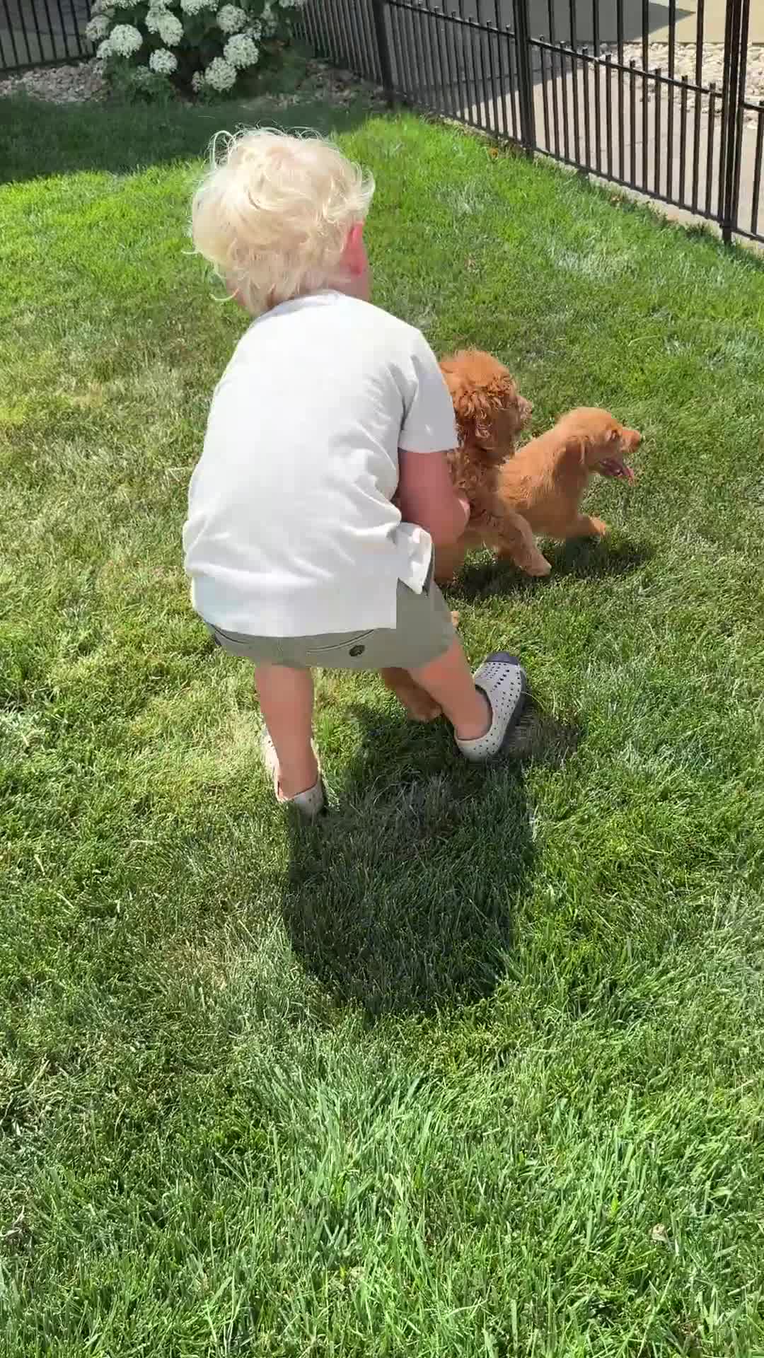 Mini Goldendoodle dogs for sale: Goldie - Video 1