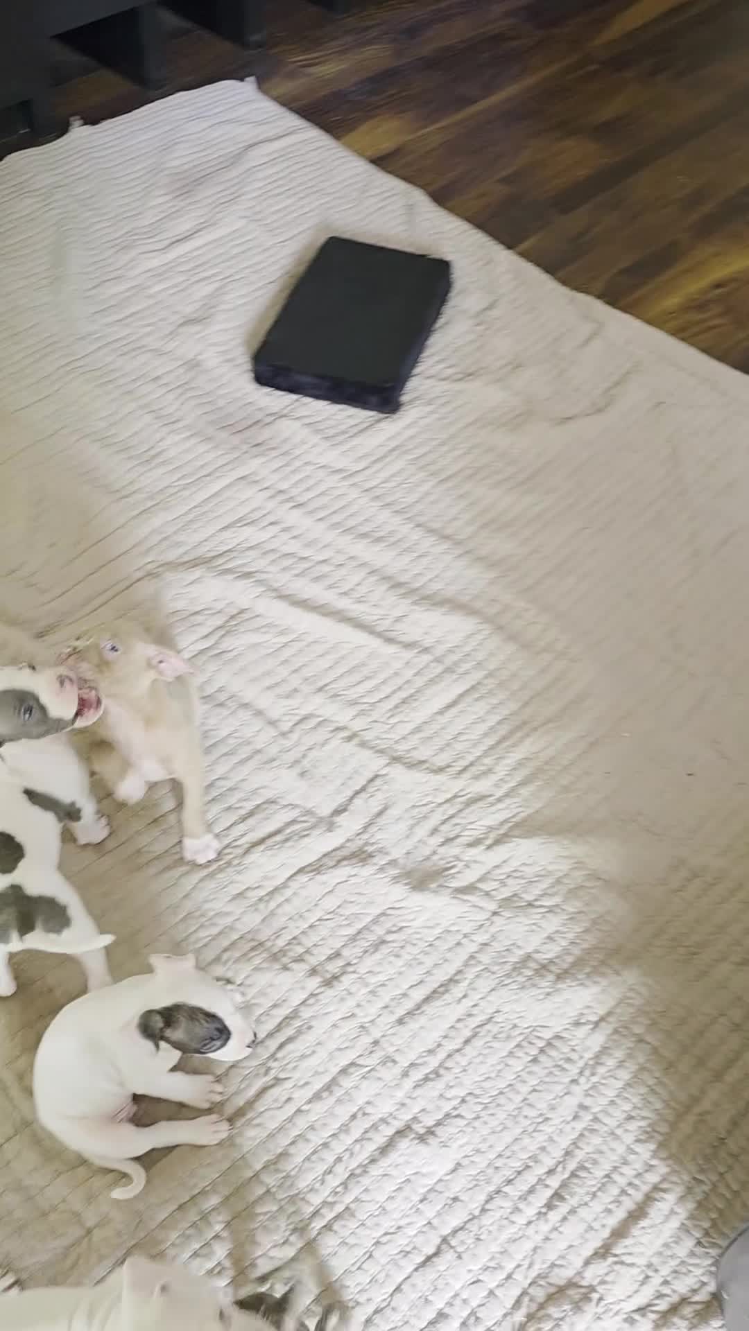 American Pit Bull Terrier dogs for sale: American Pit Bull Terrier Puppy 2 - Video 2