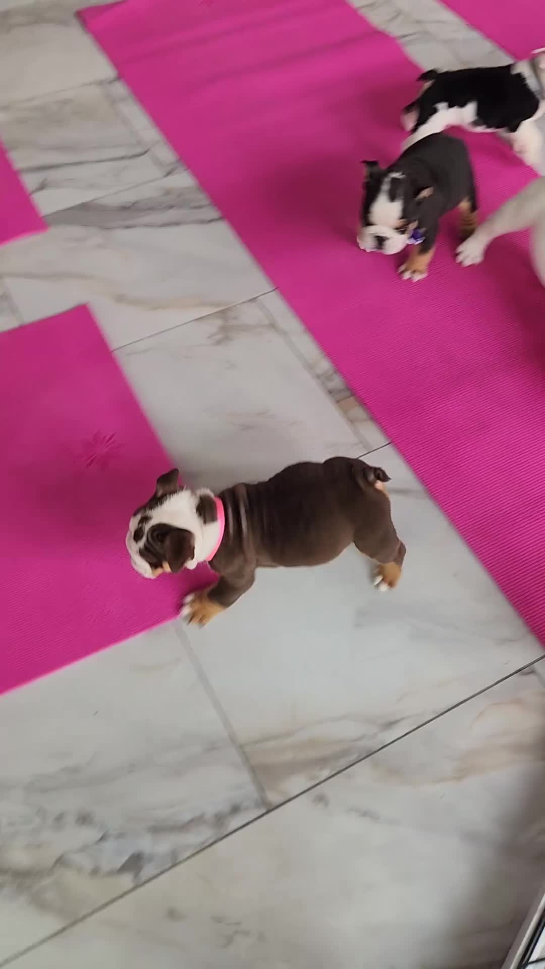English Bulldog dogs for sale: Remy - Video 1