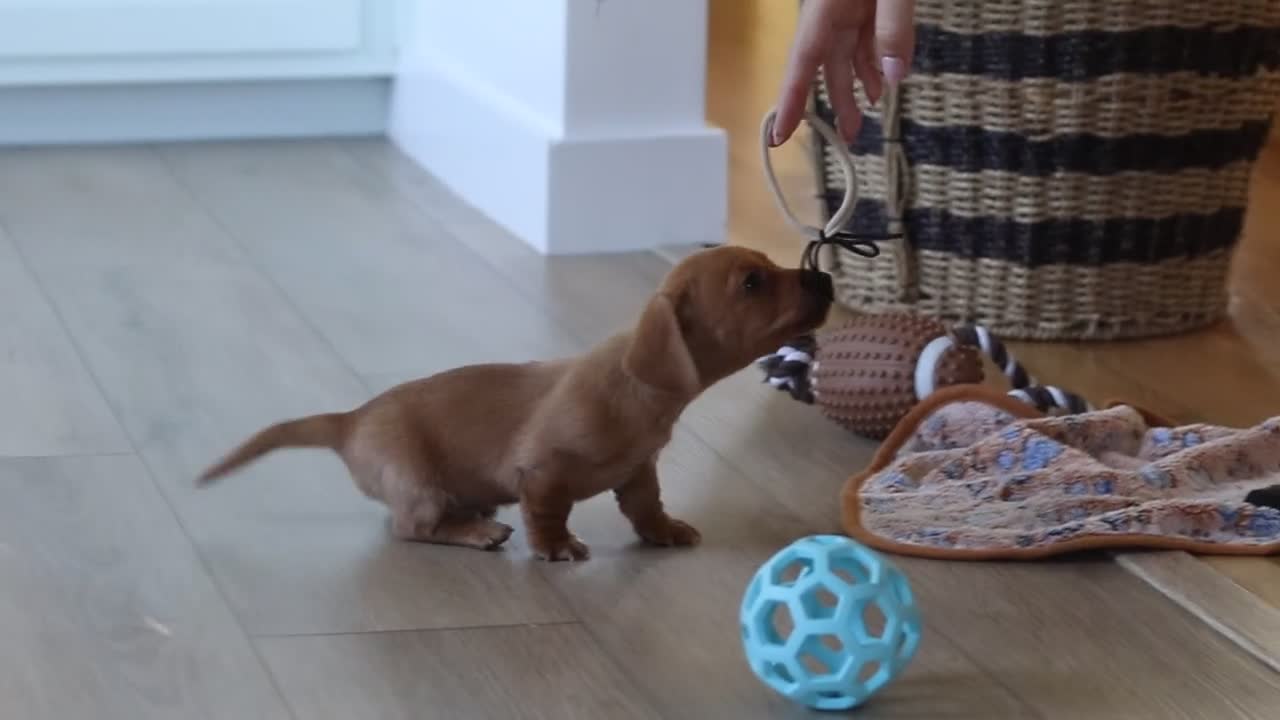 Miniature Dachshund dogs for sale: Luca - Video 3