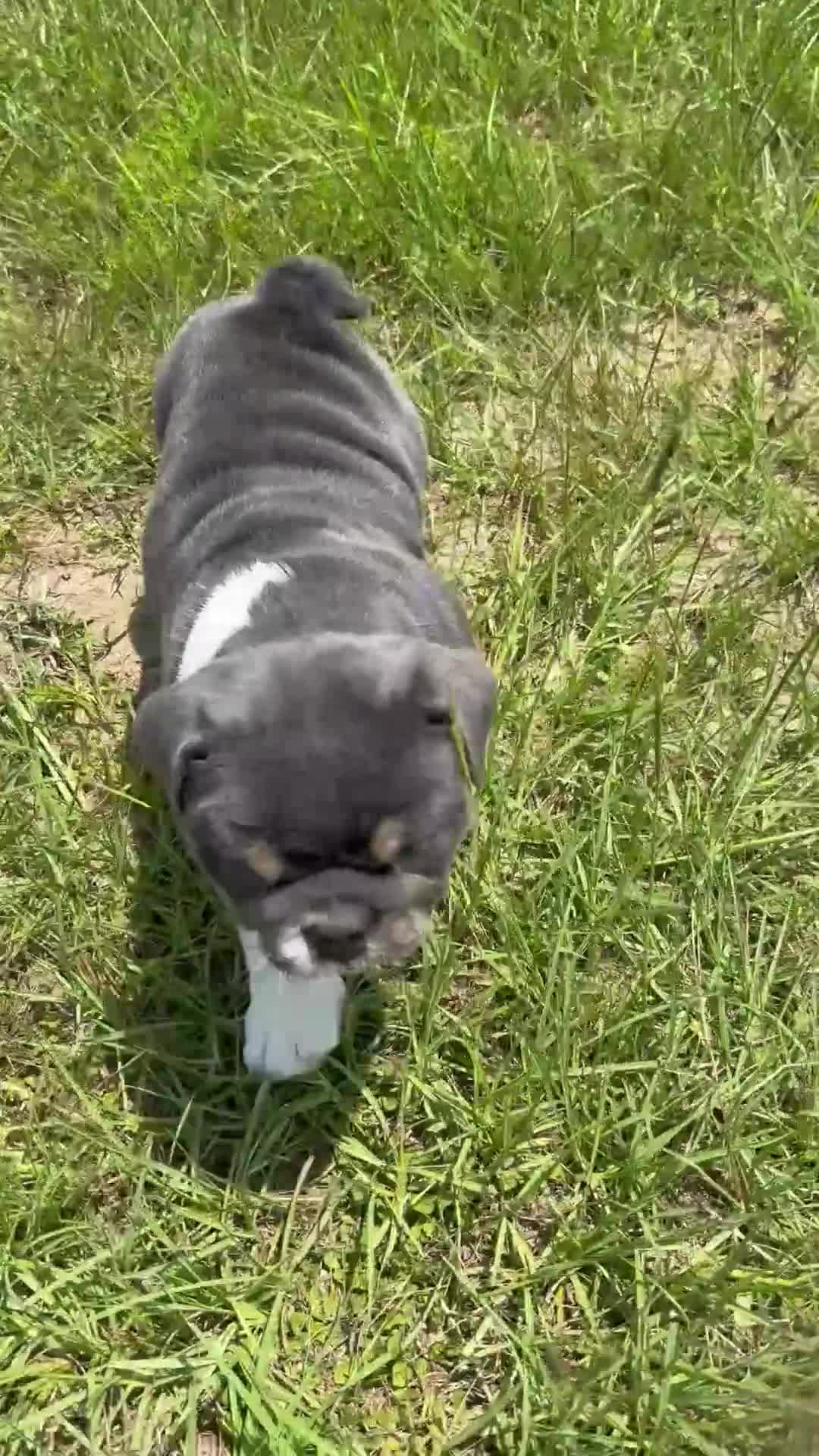 English Bulldog dogs for sale: Princess Peach - Video 1