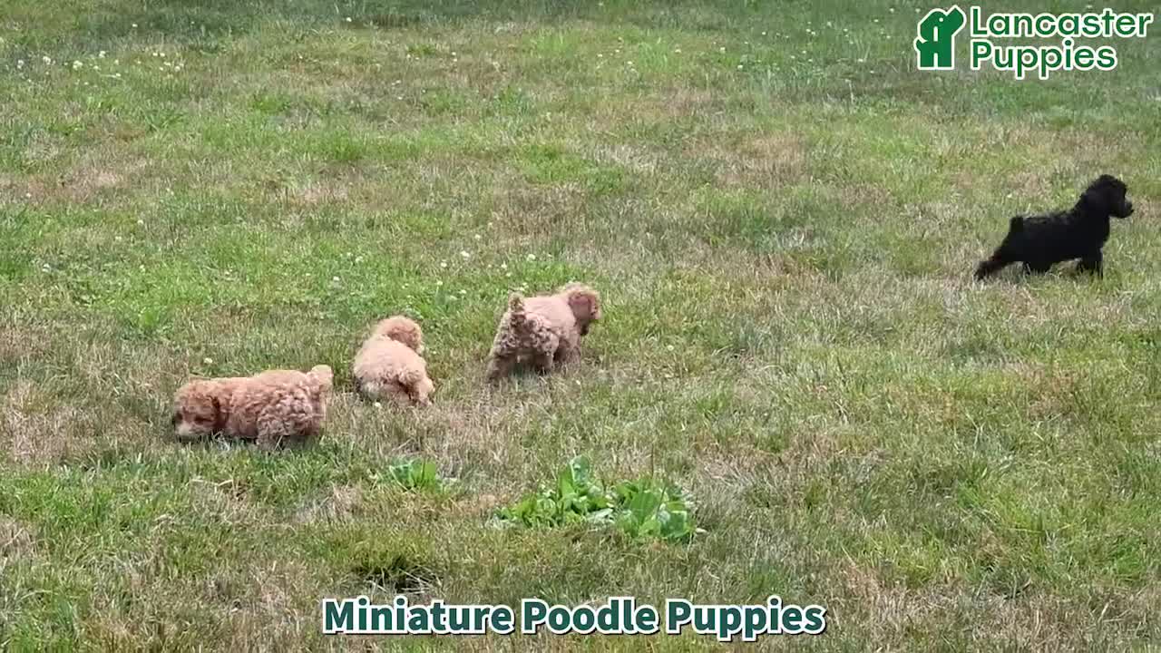 Miniature Poodle dogs for sale: Cinderella - Video 1